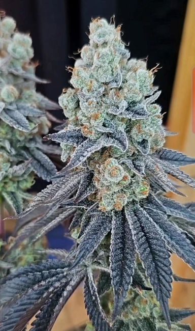 Inhouse Genetics-Sugar Cane V3