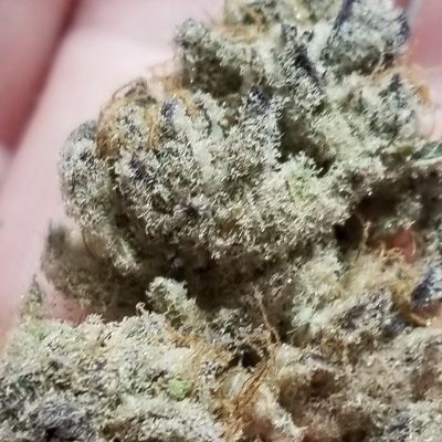 Inhouse Genetics-Tacky Glue