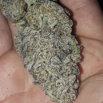 Inhouse Genetics-Zurple Punch BX