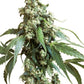 Sensi Seeds-Jack Flash 5