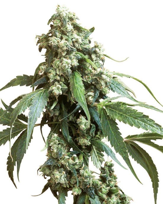 Sensi Seeds-Jack Flash 5