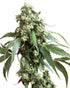 Sensi Seeds-Jack Flash 5