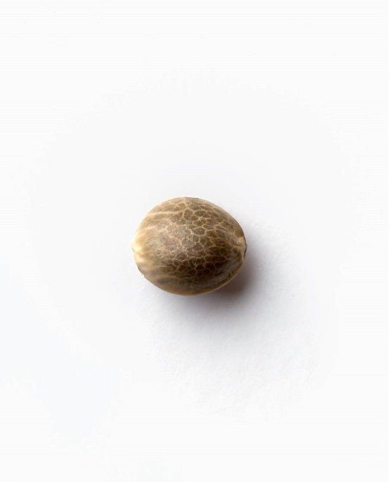 Sensi Seeds-Jack Flash 5