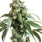 Sensi Seeds-Jack Flash