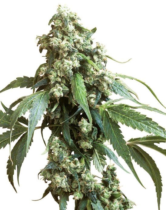 Sensi Seeds-Jack Flash