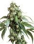 Sensi Seeds-Jack Flash