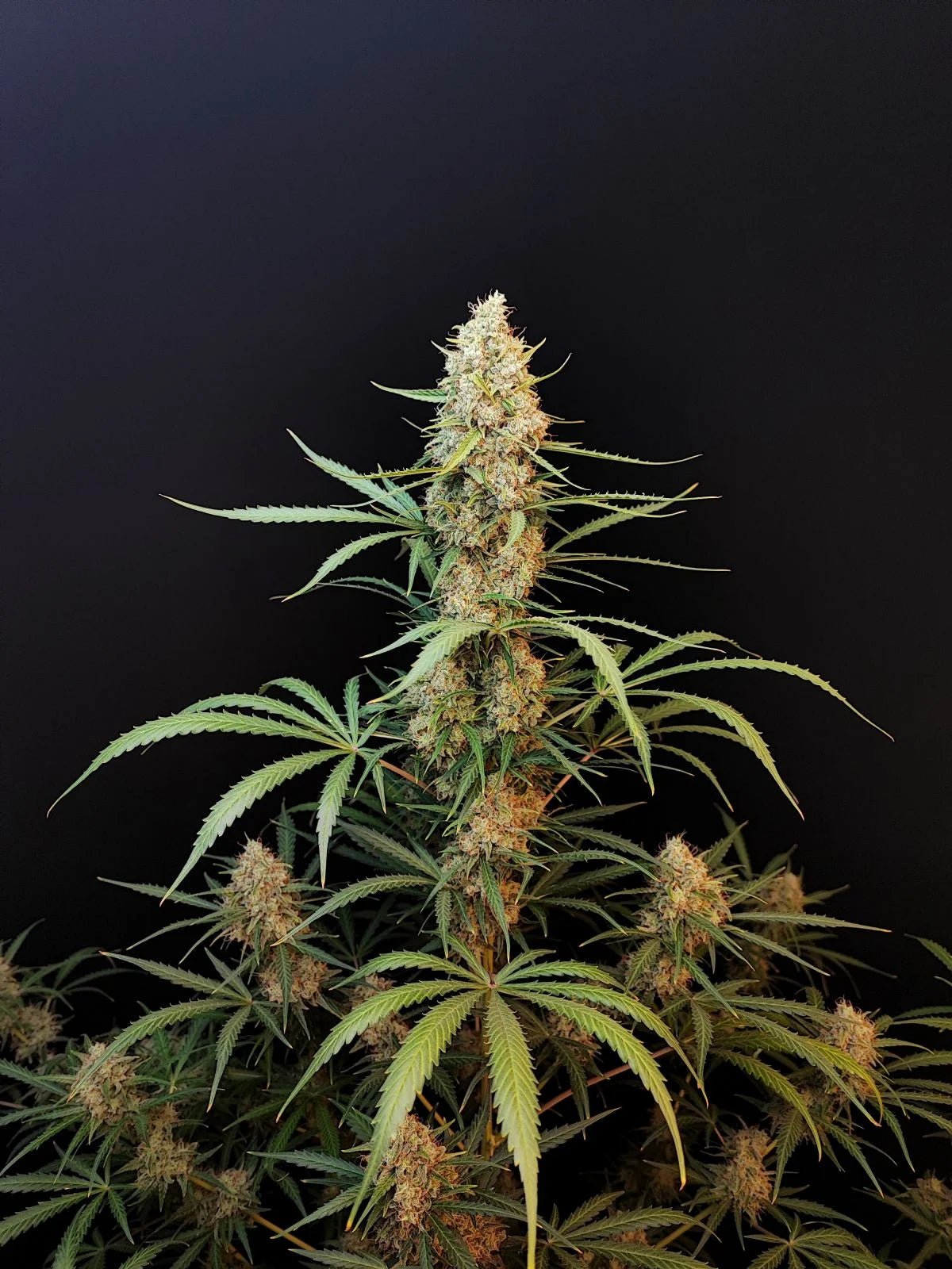 Jack Herer Auto - Cannaseuse - Curated Genetics - 42 Fast Buds