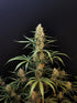 Jack Herer Auto - Cannaseuse - Curated Genetics - 42 Fast Buds