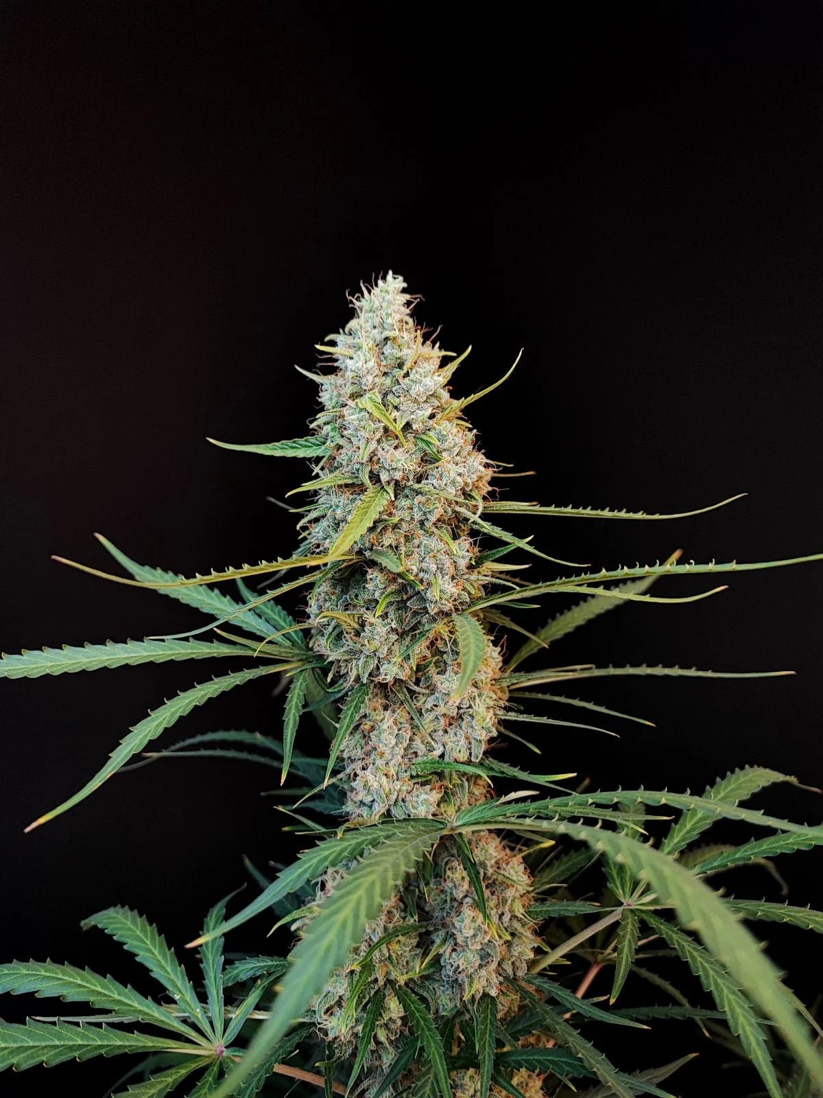 Jack Herer Auto - Cannaseuse - Curated Genetics - 42 Fast Buds