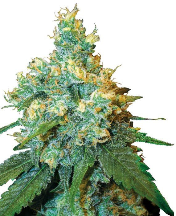 Jack Herer - Cannaseuse - Curated Genetics - Sensi Seeds