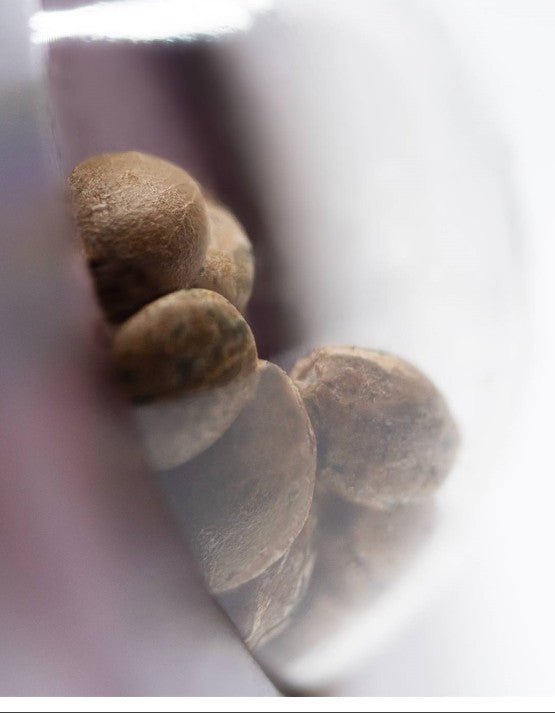 Jack Herer - Cannaseuse - Curated Genetics - Sensi Seeds