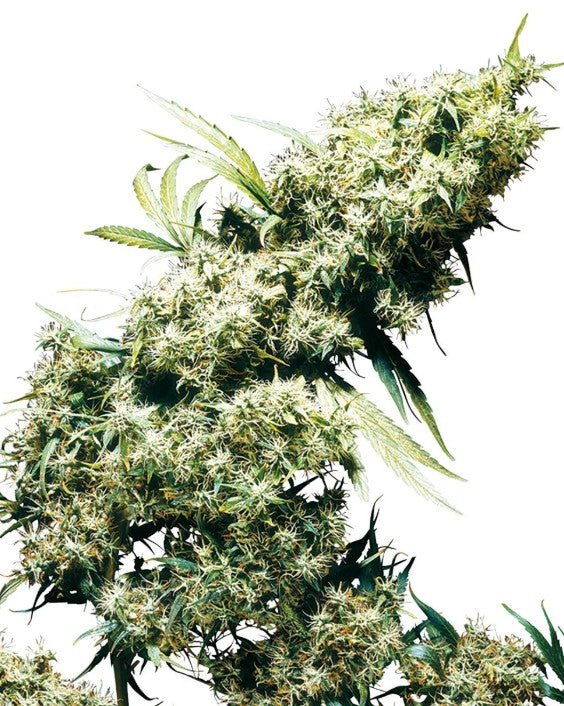 Jamaican Pearl - Cannaseuse - Curated Genetics - Sensi Seeds