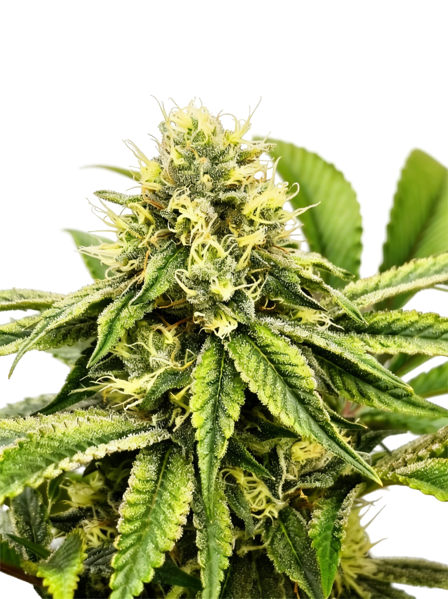 Grateful Seeds-Jamon Melon