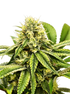 Grateful Seeds-Jamon Melon