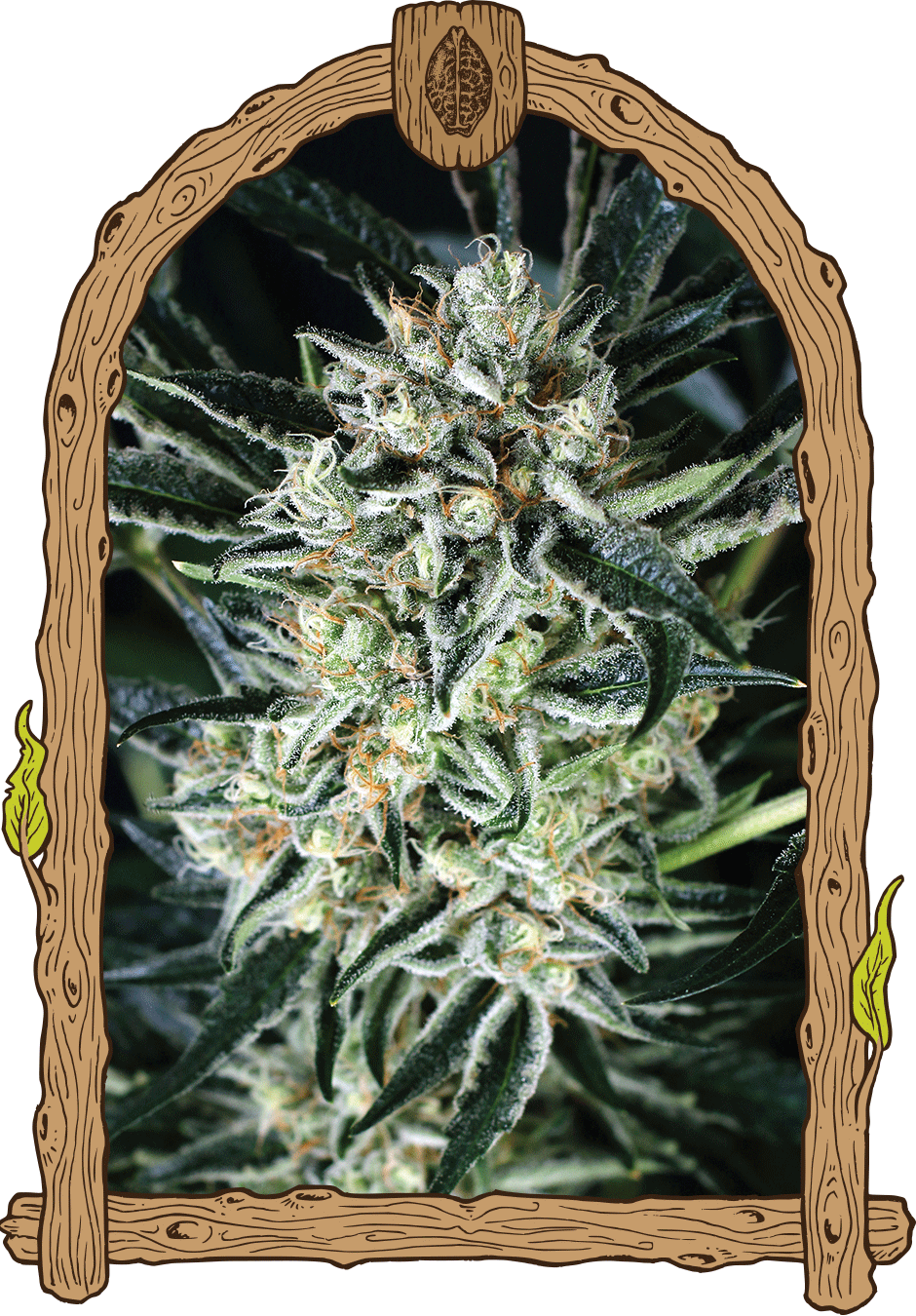 Exotic Seed-Jelly Bananen