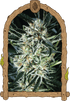Exotic Seed-Jelly Bananen