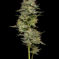 Humboldt Seed Company-Jelly Donutz