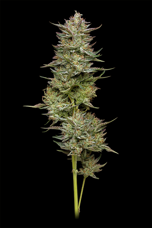 Humboldt Seed Company-Jelly Donutz