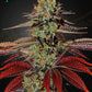 Green House Seeds-King's Juice Auto