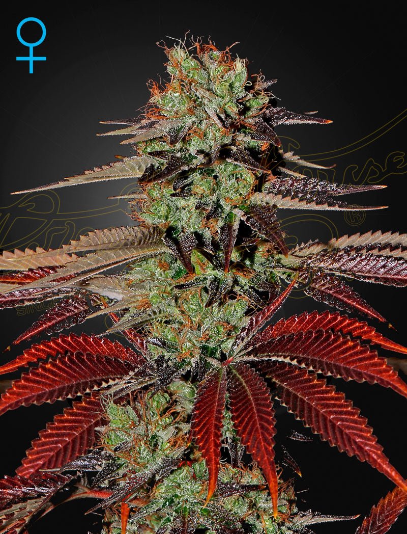 King's Juice Auto