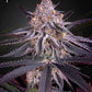 Green House Seeds-King's Juice