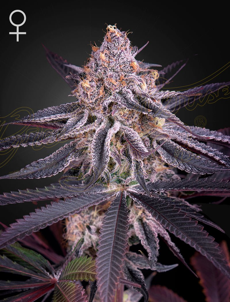 Green House Seeds-King's Juice