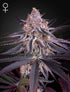 Green House Seeds-King&