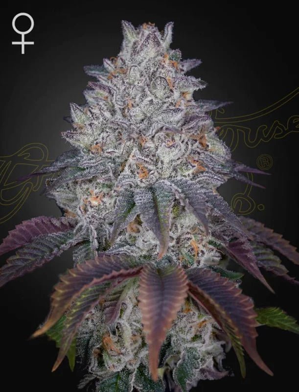 Green House Seeds-King's Tart