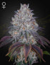 Green House Seeds-King&