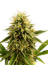 Grateful Seeds-Kinky Pam
