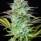 Kosher Cake Auto - Cannaseuse - Curated Genetics - 42 Fast Buds