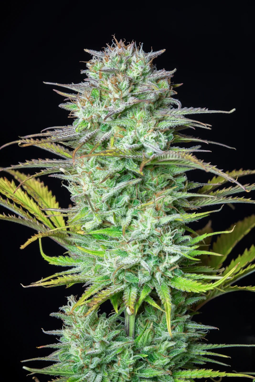 Kosher Cake Auto - Cannaseuse - Curated Genetics - 42 Fast Buds