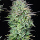 Kosher Cake Auto - Cannaseuse - Curated Genetics - 42 Fast Buds