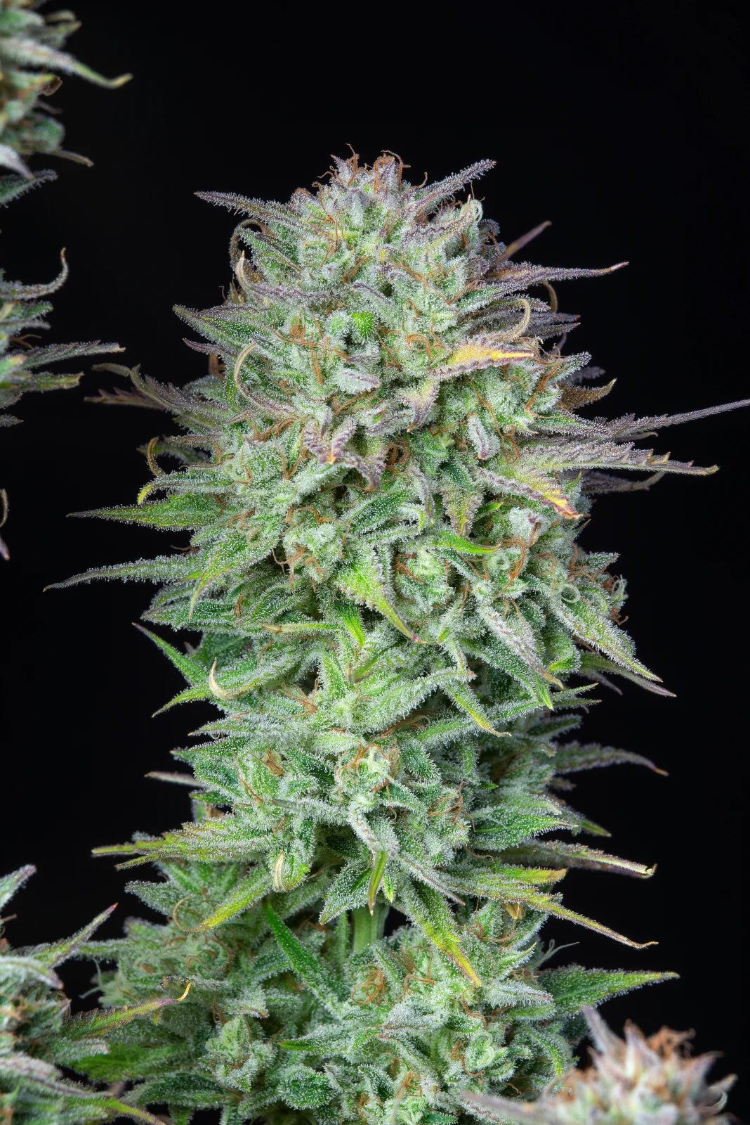 Kosher Cake Auto - Cannaseuse - Curated Genetics - 42 Fast Buds