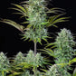 Kosher Cake Auto - Cannaseuse - Curated Genetics - 42 Fast Buds