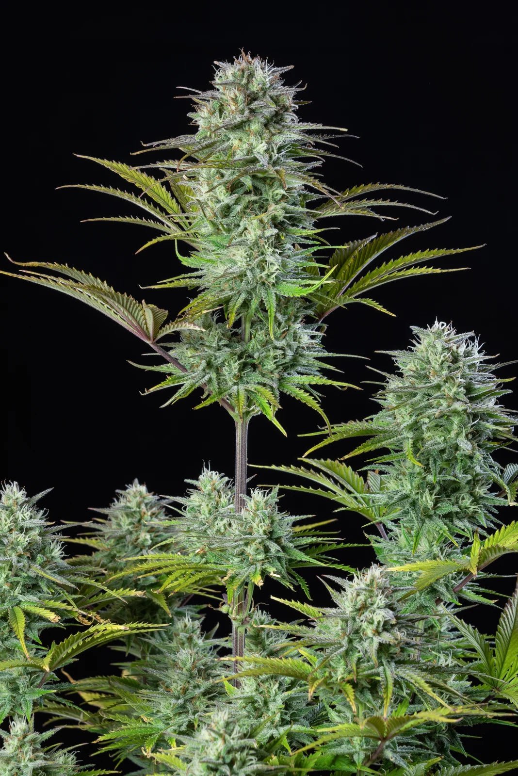 Kosher Cake Auto - Cannaseuse - Curated Genetics - 42 Fast Buds