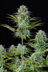 Kosher Cake Auto - Cannaseuse - Curated Genetics - 42 Fast Buds