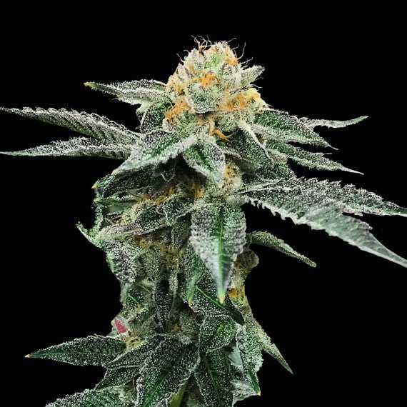 DNA Genetics-Kosher Cookies