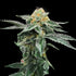 DNA Genetics-Kosher Cookies