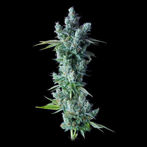 DNA Genetics-Kosher Dawg