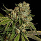 Kosher Kush