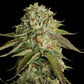 Kosher Kush