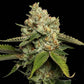 Kosher Kush