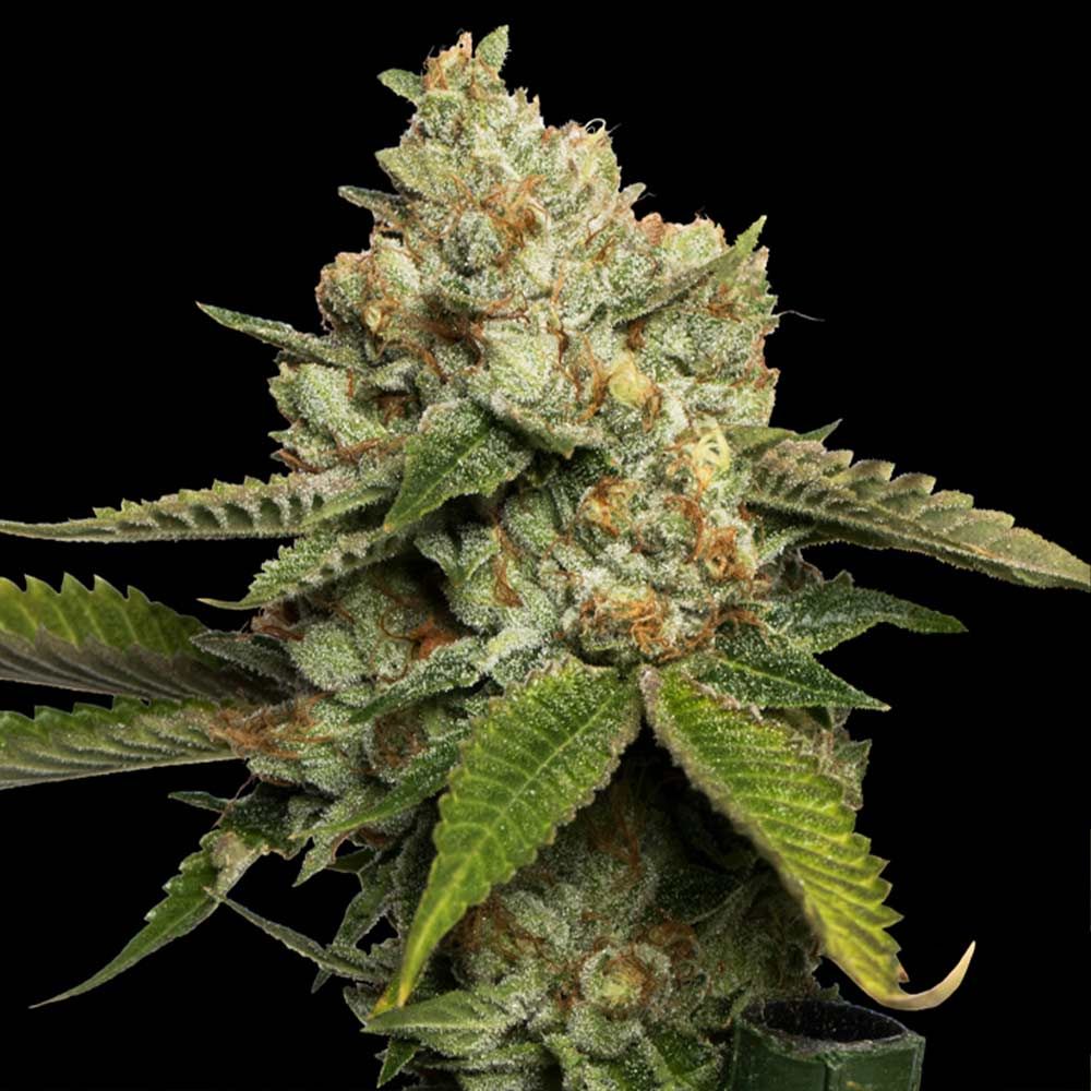 Kosher Kush