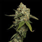 DNA Genetics-Kosher Prophet