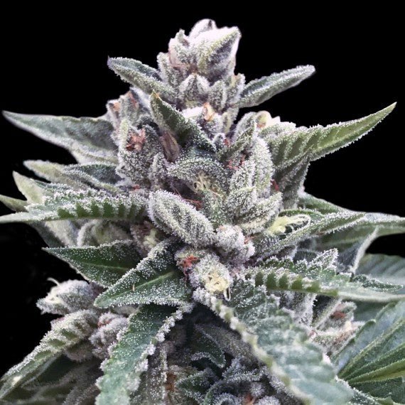 DNA Genetics-Kosher Sorbet