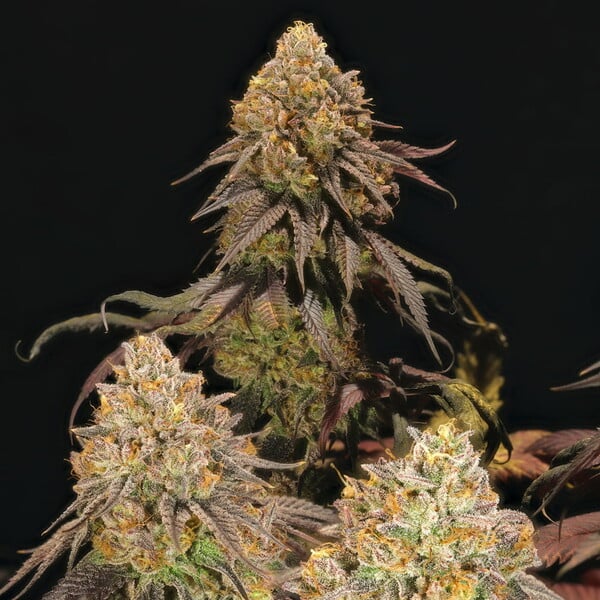 Legendary OG Punch - Cannaseuse - Curated Genetics - Royal Queen Seeds
