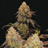 Legendary OG Punch - Cannaseuse - Curated Genetics - Royal Queen Seeds