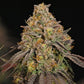 Legendary OG Punch - Cannaseuse - Curated Genetics - Royal Queen Seeds