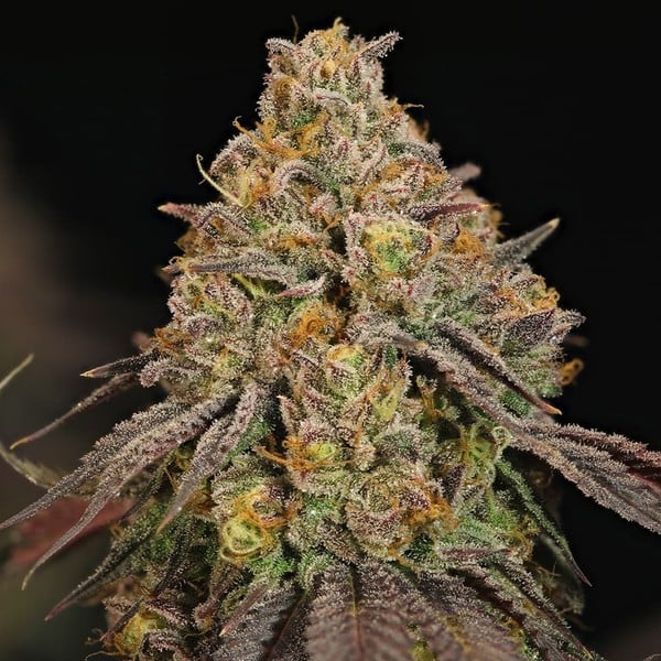 Legendary OG Punch - Cannaseuse - Curated Genetics - Royal Queen Seeds